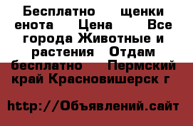 Бесплатно !!! щенки енота!! › Цена ­ 1 - Все города Животные и растения » Отдам бесплатно   . Пермский край,Красновишерск г.